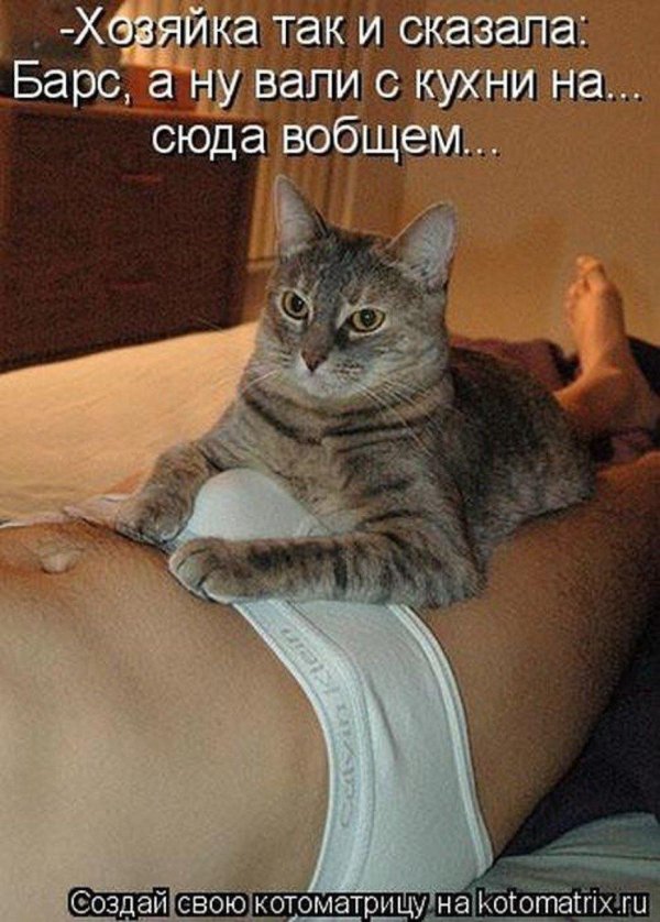 смешная киска