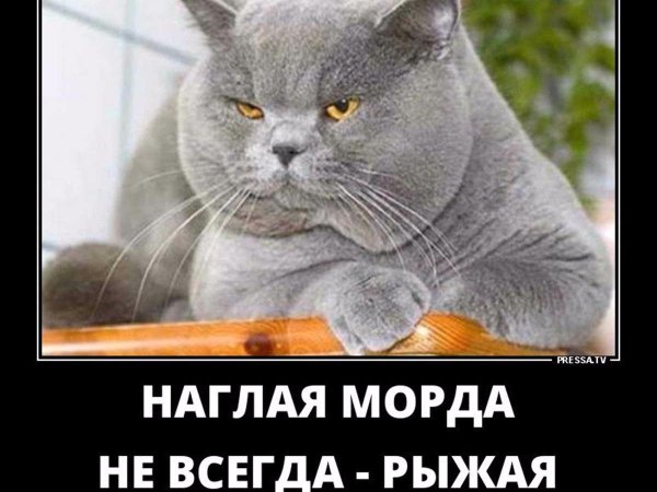 наглая серая морда