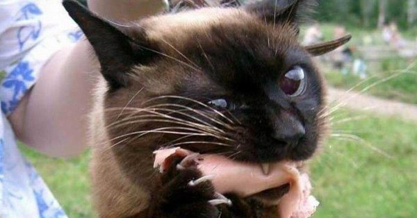 сиамская кот