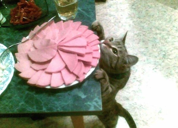 кот колбаса