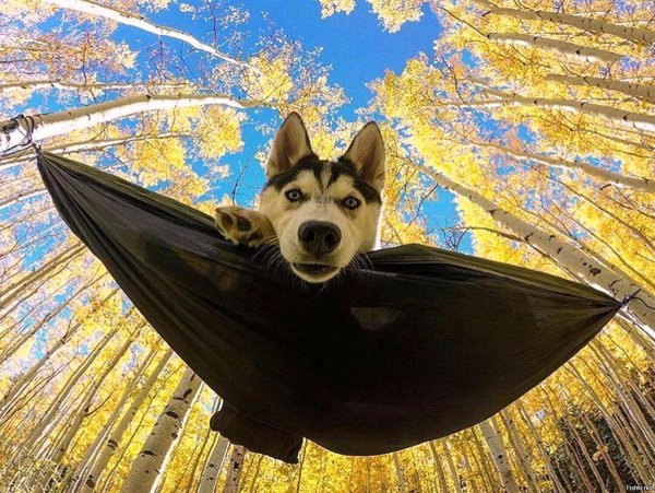 гамак для собак