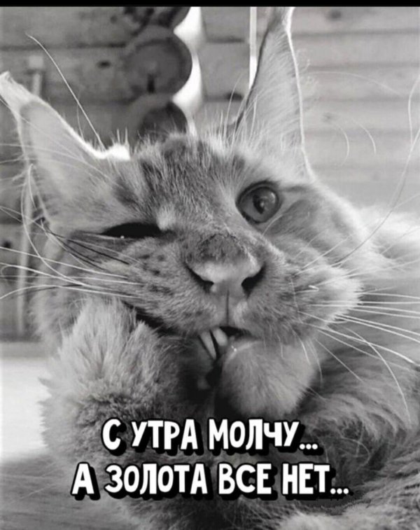 утро котик