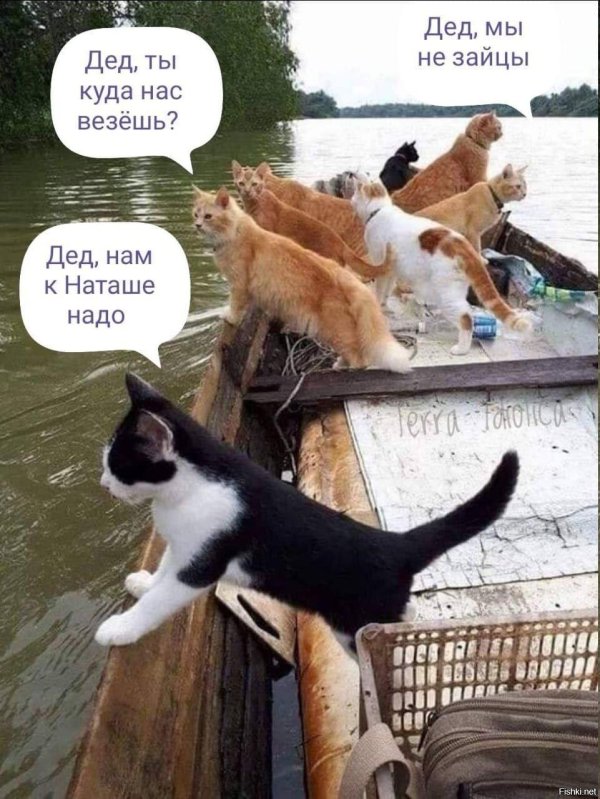 коты наташ