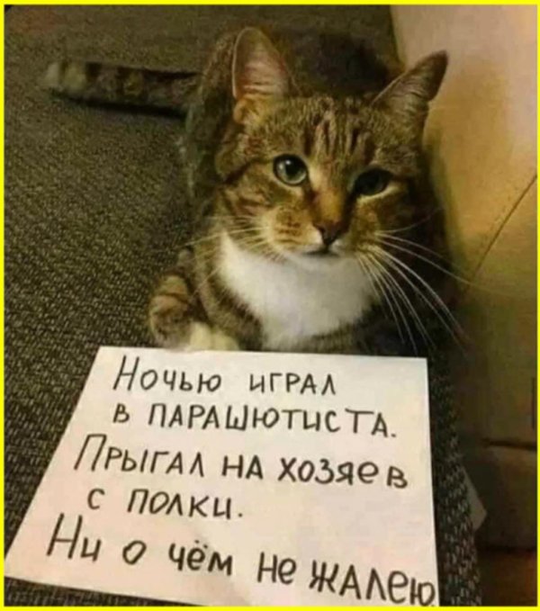 провинившийся кот