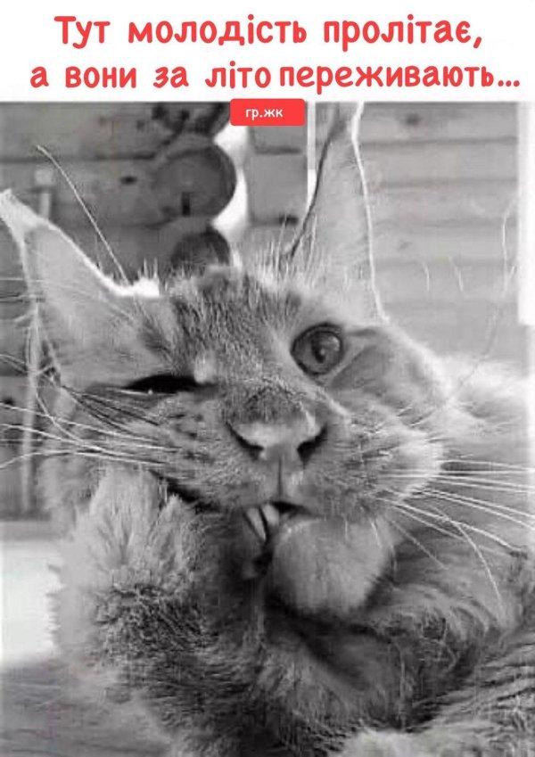 улыбка кошки