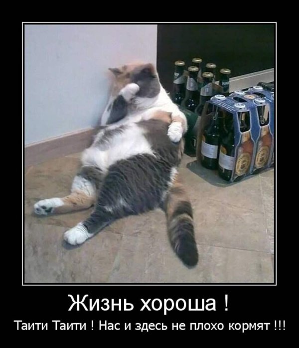 котики прикольная