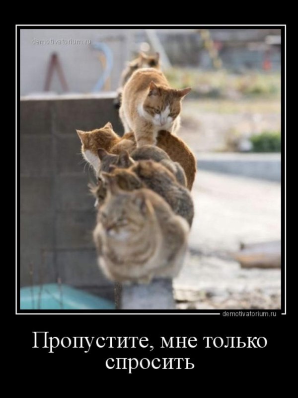 коты демотиваторы
