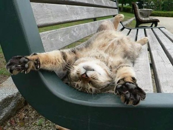 кошка отдыхает