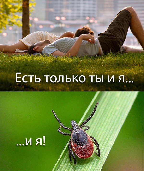 сезон клещей