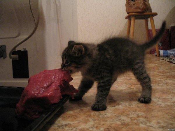 месячные котята