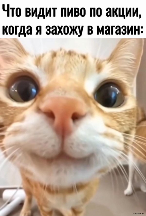 меме котики