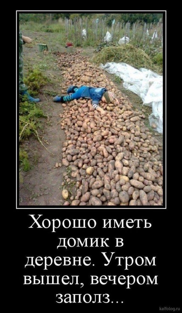 выкопали картошку