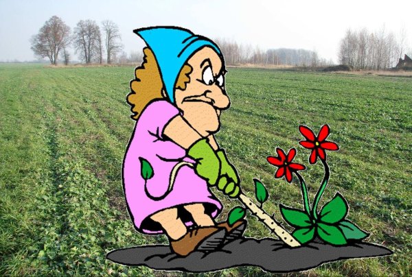 полоть грядки