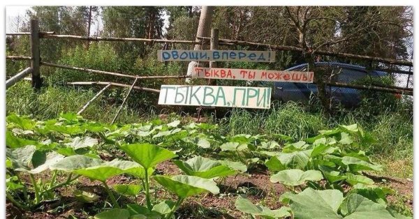 тыква при
