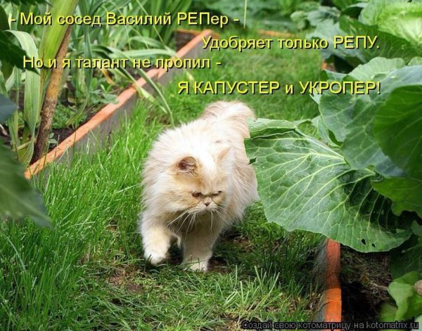 персидская кошка камео