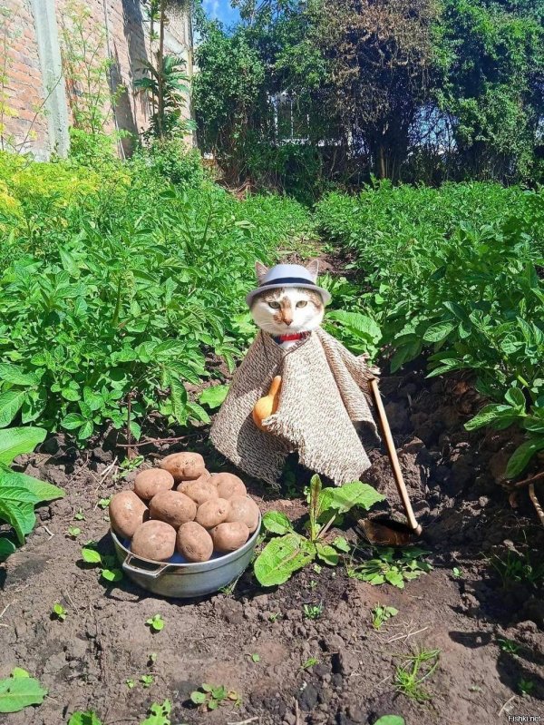 farmers friends картофель