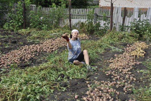 сажаем картошку