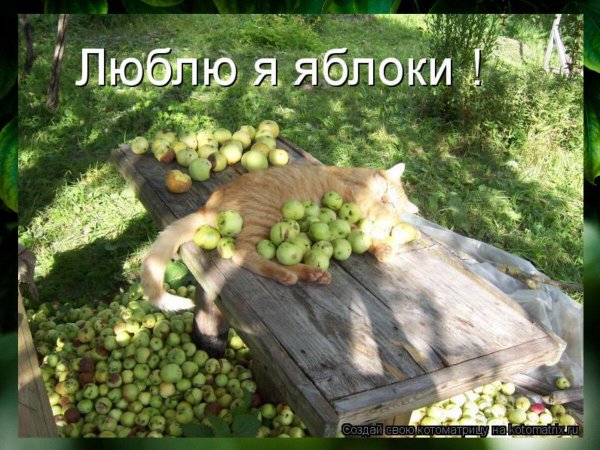 яблоко яблоки