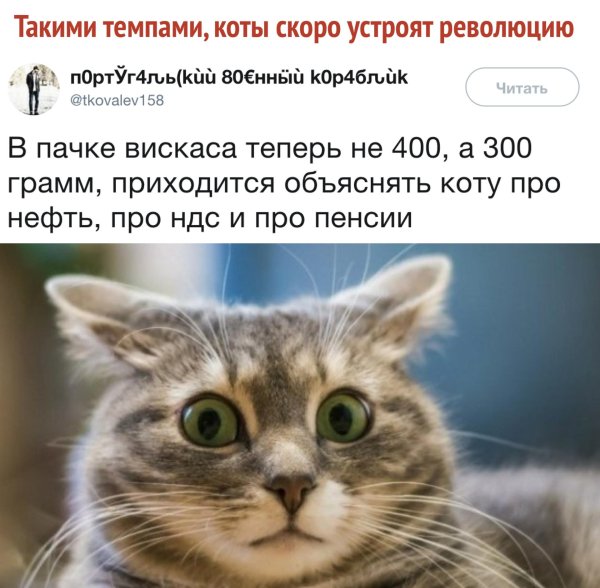 шутки про котиков