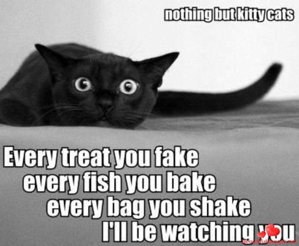 чëрная кошка