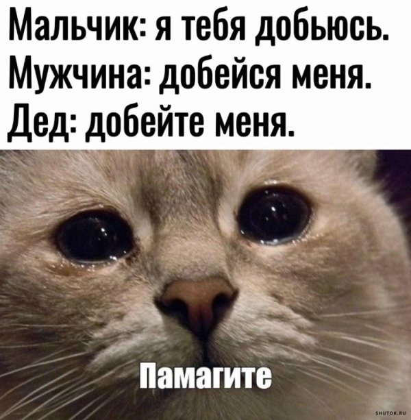 грустные котики мем