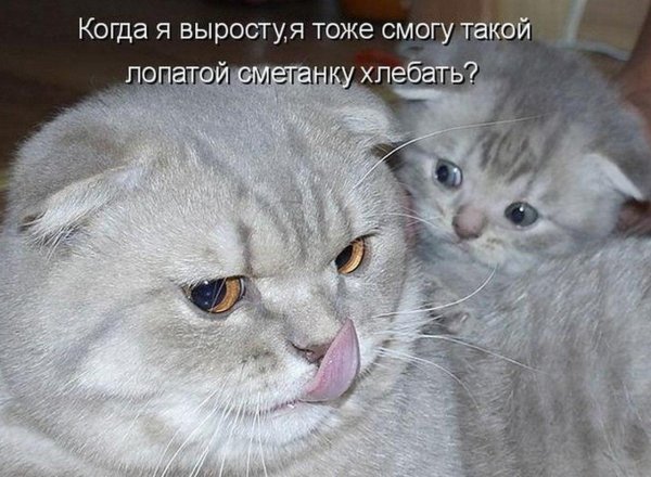 коты с надписями