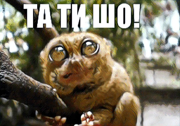 лемур долгопят