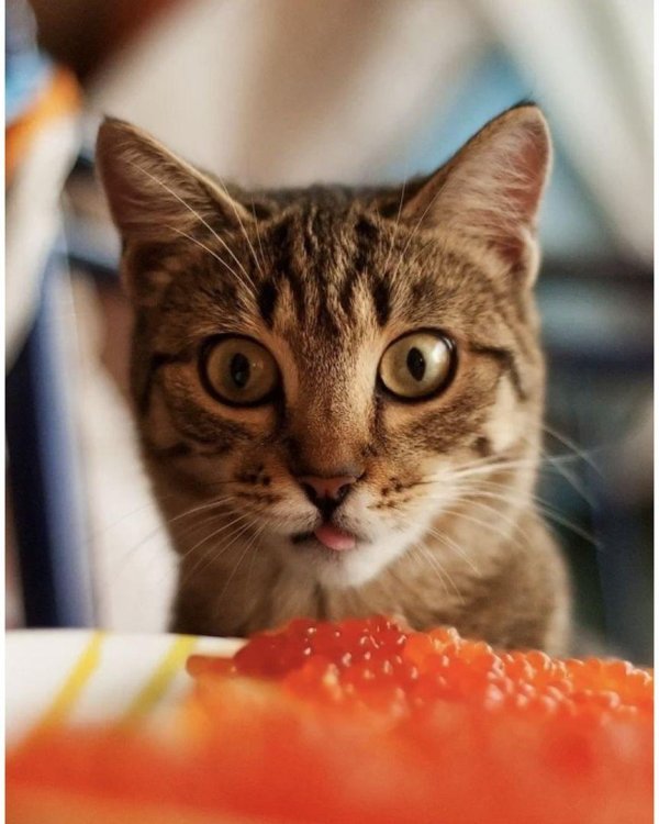 кошка с рыбой