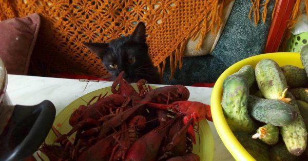 вареные раки