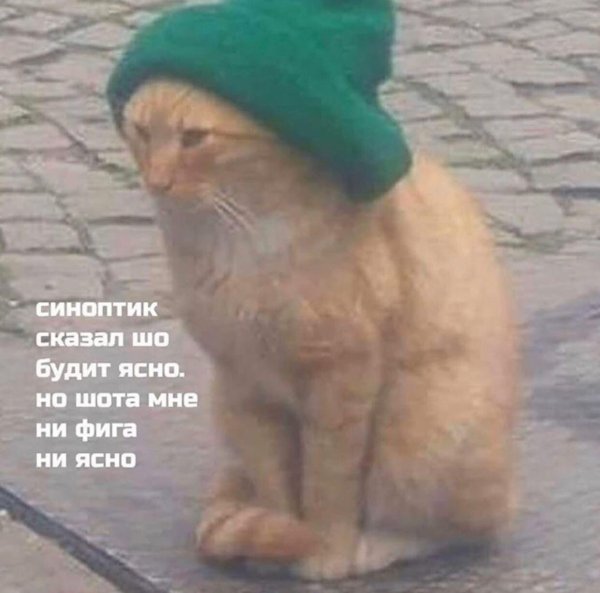 кот в зеленой шапке