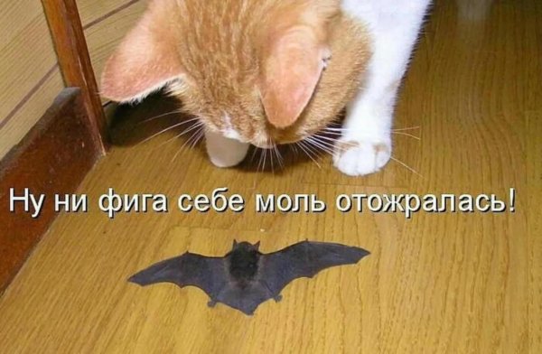 летучая мыши