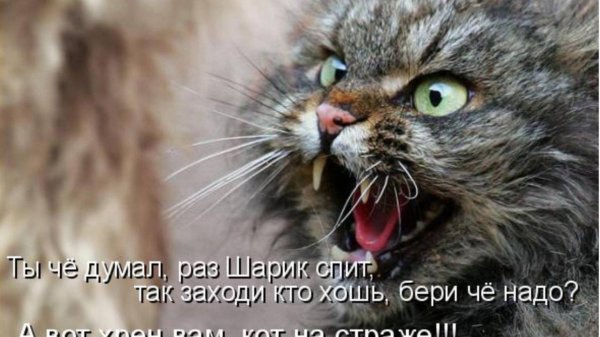 бешенство у кота