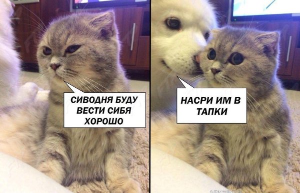 кошка злюся