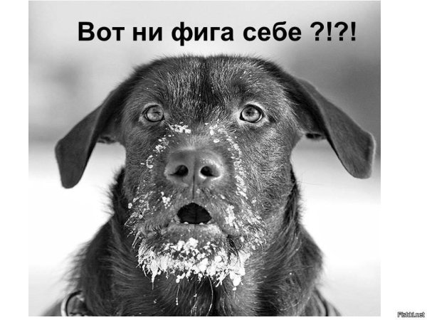 собака нюхач