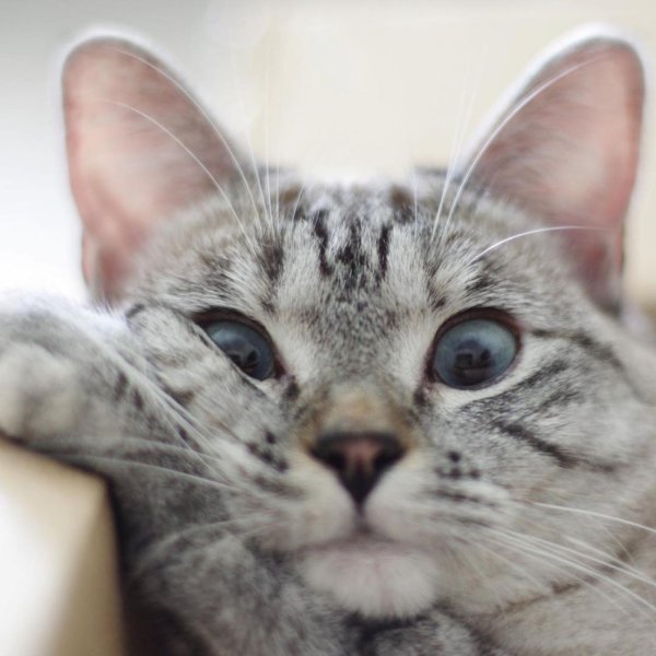 блю тебби пойнт тайская