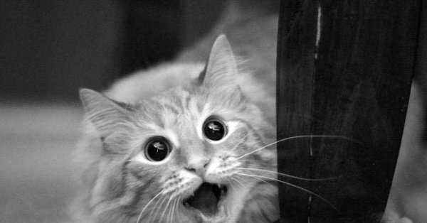 наглая морда