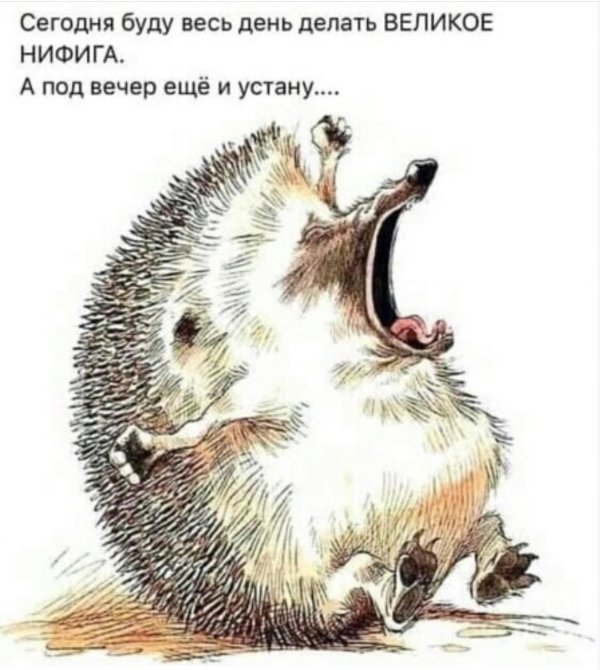 довольный ежик