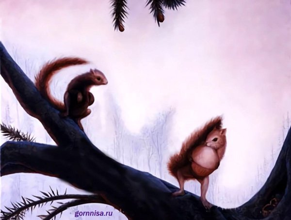 две белки