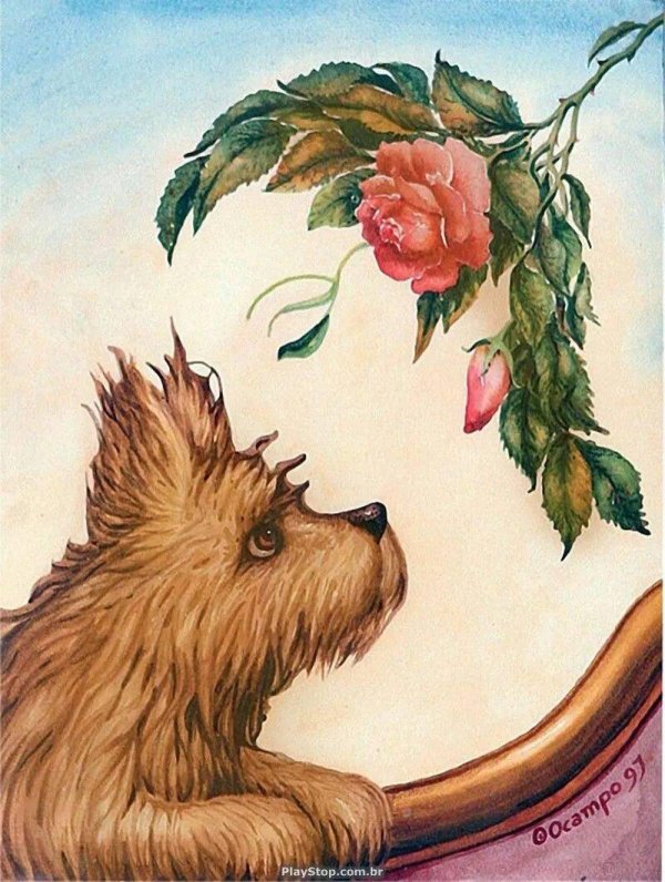 йоркшир терьер