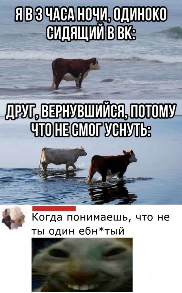 мем корова у моря