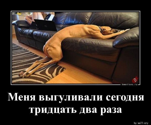 лежащая собака