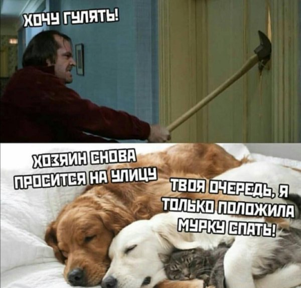 домашние животные