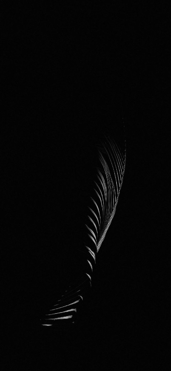 черное перо