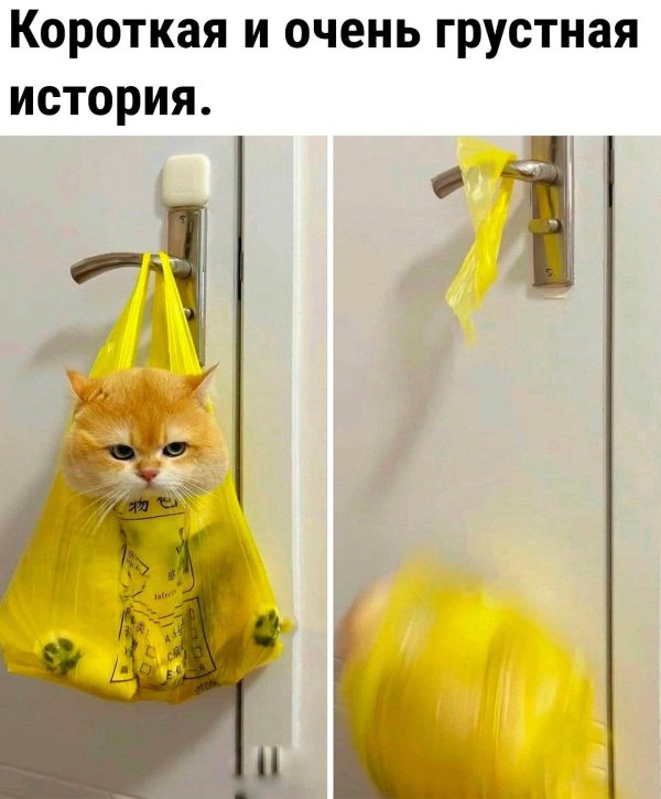 самые смешные истории