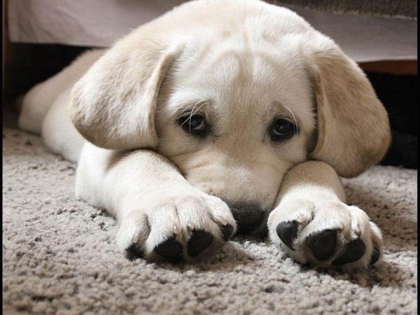 лабрадор ретривер