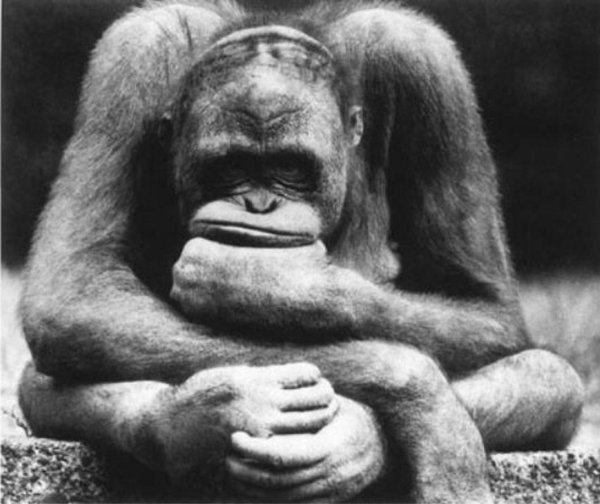 задумчивая обезьяна