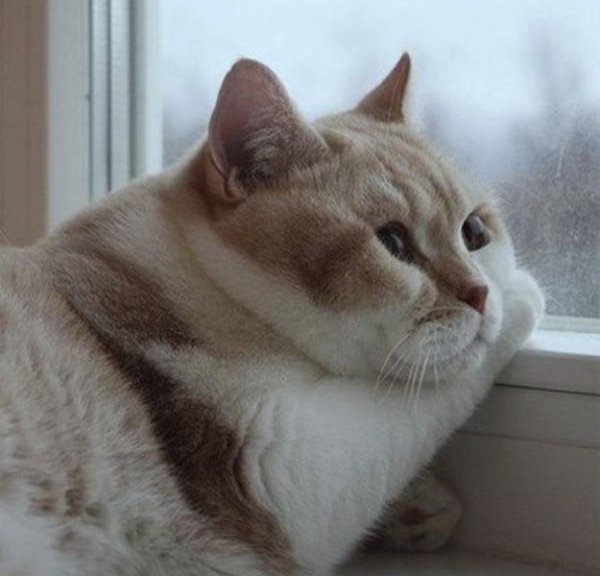 коты грустные