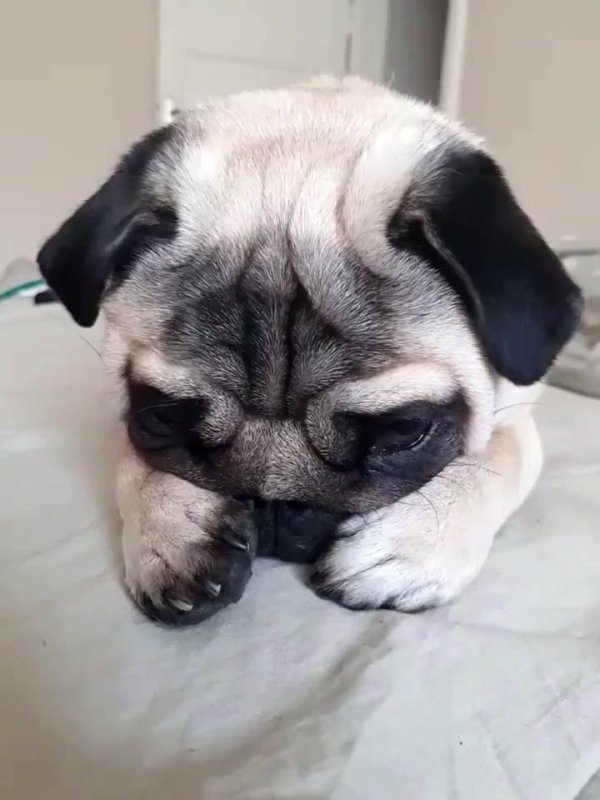 милые мопсы