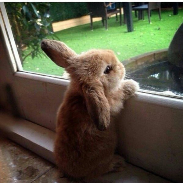 веселый кролик