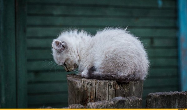 грустное животное